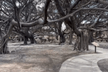 Số phận cây đa bồ đề 150 năm tuổi ra sao sau vụ cháy kinh hoàng ở Hawaii?