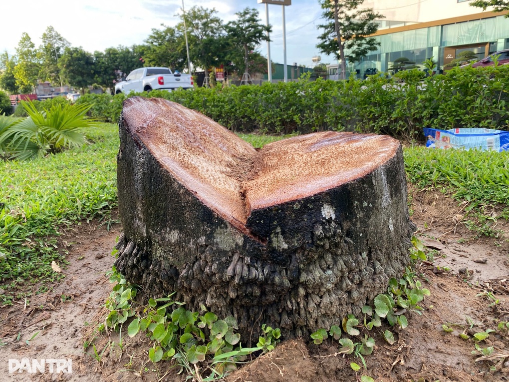 Hàng trăm cây cau vua ở thành phố Vinh bị chặt bỏ - 2 Hàng trăm cây cau vua ở thành phố Vinh bị chặt bỏ - 2
