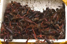 Lo "đại dịch" tôm hùm đất, Tổng cục Hải quan "lệnh" kiểm soát chặt biên giới