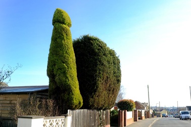 Dành 3 năm ròng tỉa cây hình "nhạy cảm"