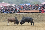 Tưng bừng cuộc thi chọi bò của người Mông