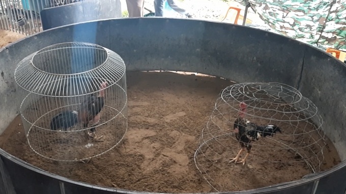 Sới gà do đối tượng Trần Văn Nguyên Phi tổ chức cho các con bạc tham gia cá độ. Ảnh: CA cung cấp