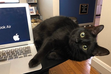 Chùm ảnh hài: “Đồng nghiệp mới” trong những ngày làm việc ở nhà