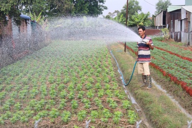 Lo không có người mua, nhà vườn Bình Dương trồng giảm một nửa số lượng hoa