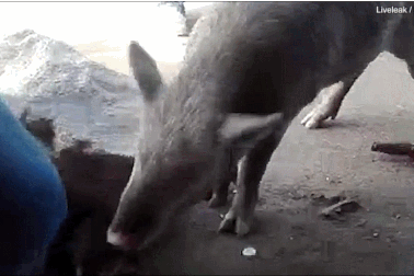 Hài hước cảnh chú lợn tu sạch 3 chai bia trong vài giây