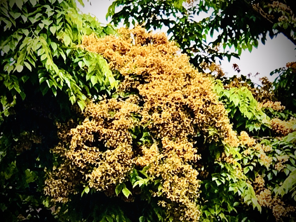 Mùa hoa Giáng Hương rực rỡ thành Vinh - 3 Mùa hoa Giáng Hương rực rỡ thành Vinh - 3