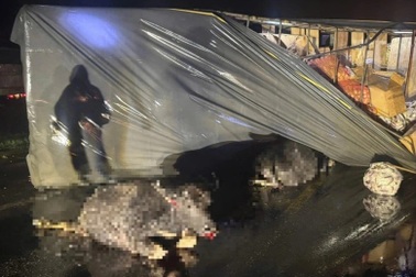 Ô tô tải lật sau khi tông trúng 2 con trâu, "khổ chủ" không xuất hiện