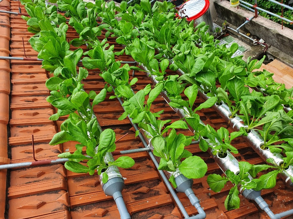 Các loại rau được trồng trên giàn ống tái chế