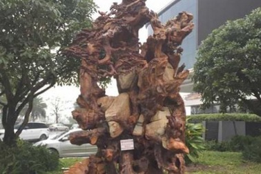 Ngắm gốc gỗ trai đỏ thế “bạt phong hồi đầu” nghìn năm tuổi ở Hà Nội