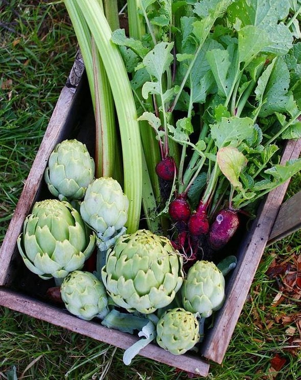 Vườn rau ngon, trái ngọt muốn ăn lúc nào cũng có của chàng trai phố thị - 4