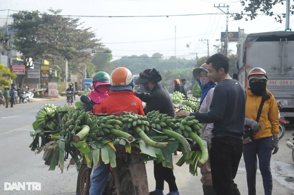 Bà con miền núi kiếm bộn tiền nhờ loại quả không thể thiếu dịp Tết - 2 Bà con miền núi kiếm bộn tiền nhờ loại quả không thể thiếu dịp Tết - 2