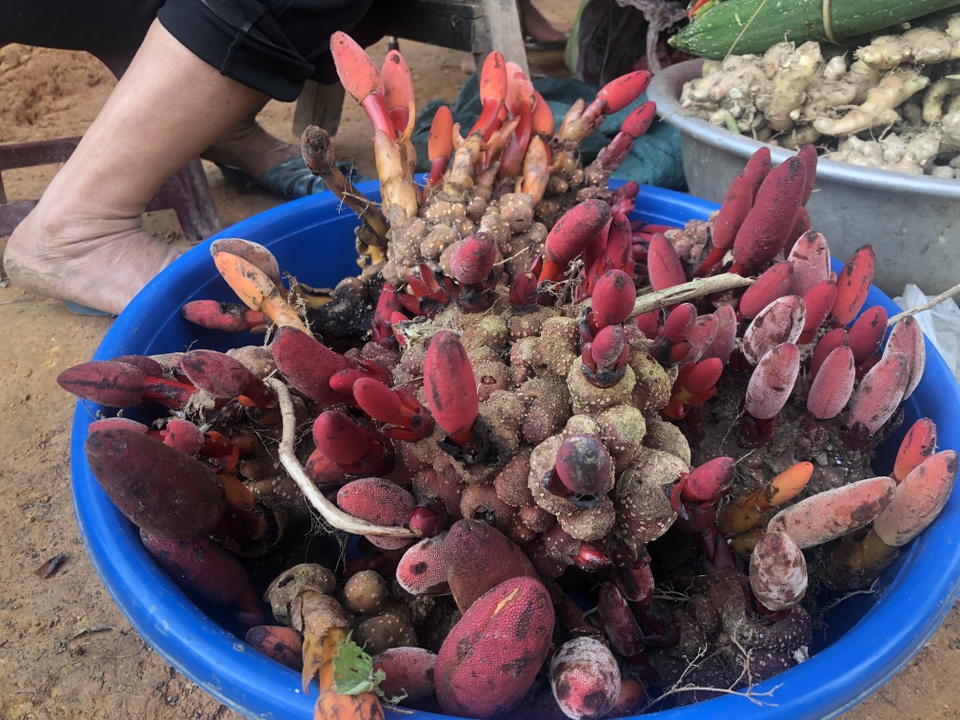 10 loài cây dược liệu có nguy cơ tuyệt chủng ở khu bảo tồn thiên nhiên - 1 10 loài cây dược liệu có nguy cơ tuyệt chủng ở khu bảo tồn thiên nhiên - 1