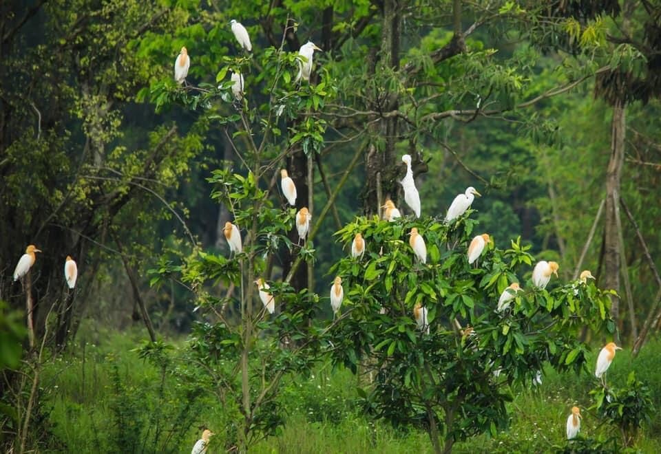Chán nội đô khói bụi, cặp vợ chồng trẻ Hà Nội bán nhà ra ven đô sống xanh” - 7 Chán nội đô khói bụi, cặp vợ chồng trẻ Hà Nội bán nhà ra ven đô sống xanh” - 7