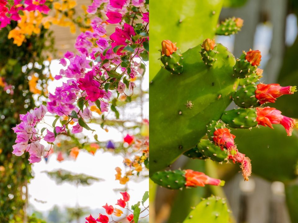 9X cất bằng kỹ sư, về quê làm vườn hoa rộng 2.000m2 ở Đắk Lắk - 11