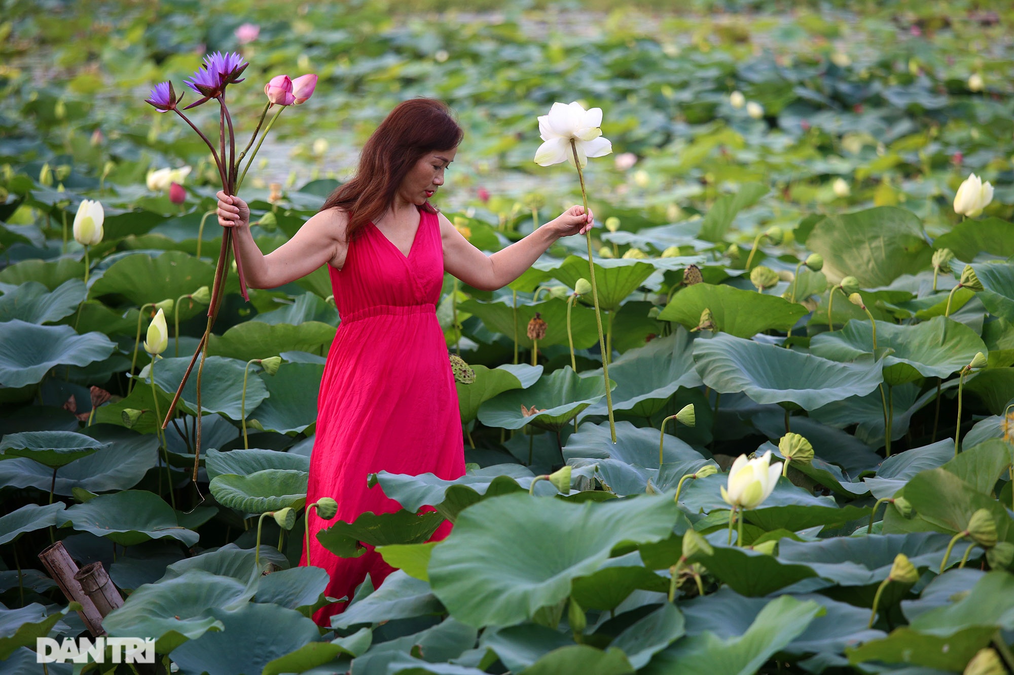 Thăm đầm sen ở Hà Nội có đến 167 loài, đa dạng nhất Việt Nam - 14