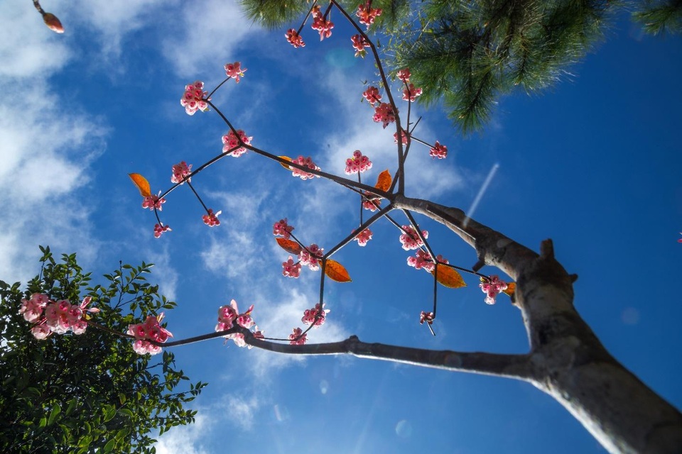 Vì sao chỉ một số nơi như đỉnh Bà Nà mới có hoa đào chuông? - 4