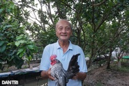 Lạ lùng, chỉ nuôi chục con gà đẻ, cựu giảng viên đút túi hơn 200 triệu/năm