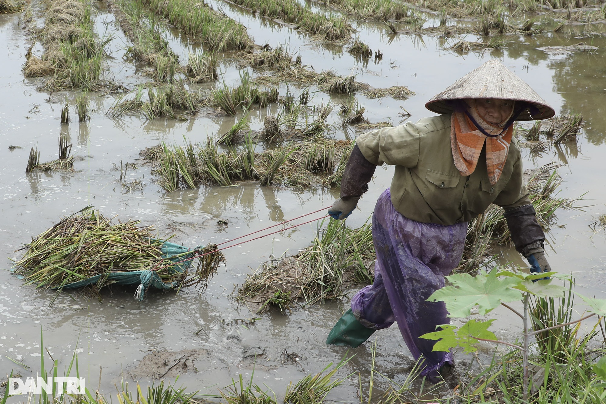 Những mùa lúa cuối cùng vùng ngoại thành Hà Nội - 10