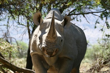 Đưa nội dung bảo vệ động vật hoang dã vào sách Sinh lớp 7