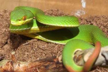 Bộ Y tế ban hành phác đồ điều trị rắn lục xanh đuôi đỏ cắn