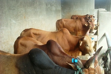 Dùng xe đông lạnh chở bò