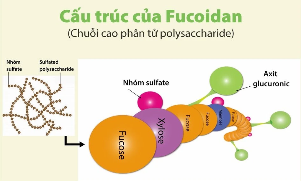 Tầm quan trọng của chuỗi cao phân tử có trong fucoidan - 1 Tầm quan trọng của chuỗi cao phân tử có trong fucoidan - 1