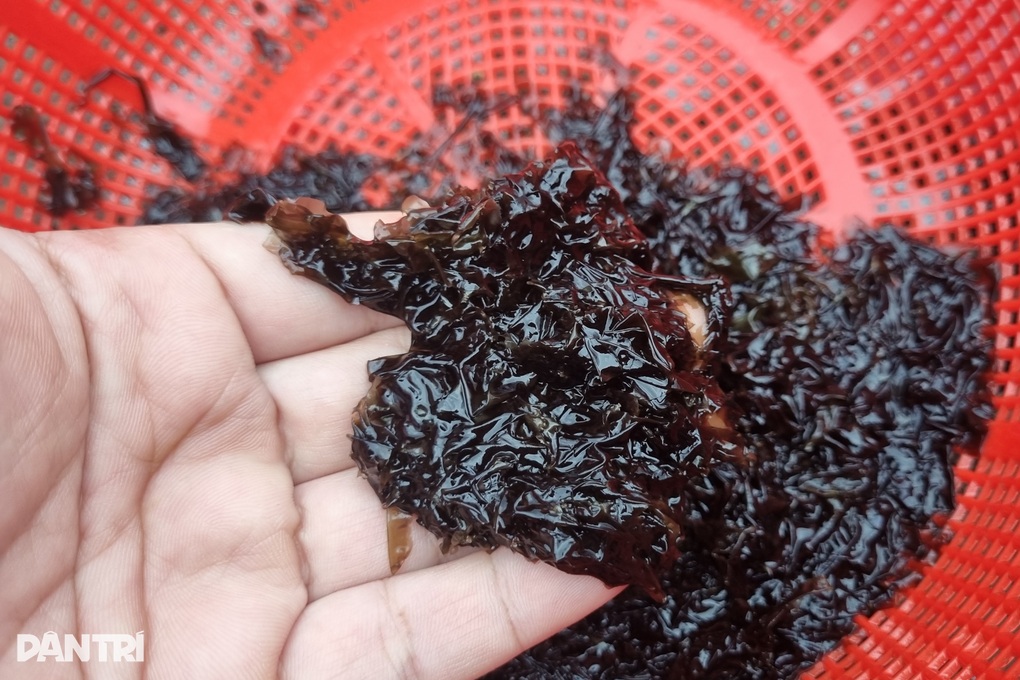 Người phụ nữ bất chấp tính mạng hái rong mứt trên đá nham thạch - 2 Người phụ nữ bất chấp tính mạng hái rong mứt trên đá nham thạch - 2