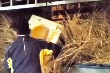 Dùng rơm ngụy trang để vận chuyển thuốc lá lậu