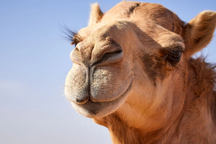 Lạc đà làm thế nào để sống sót trên sa mạc cằn cỗi?