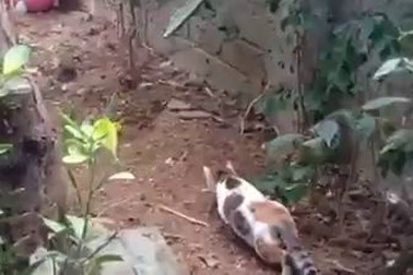 Chết cười với cảnh mèo đi săn chuột