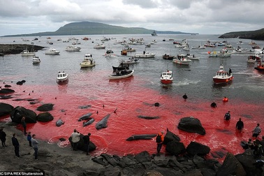 Vùng biển nhuộm đỏ màu máu khi mùa "thảm sát" cá voi bắt đầu