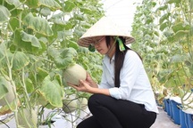 Trồng dưa lưới mỗi năm lãi đến 3 tỷ đồng/ha