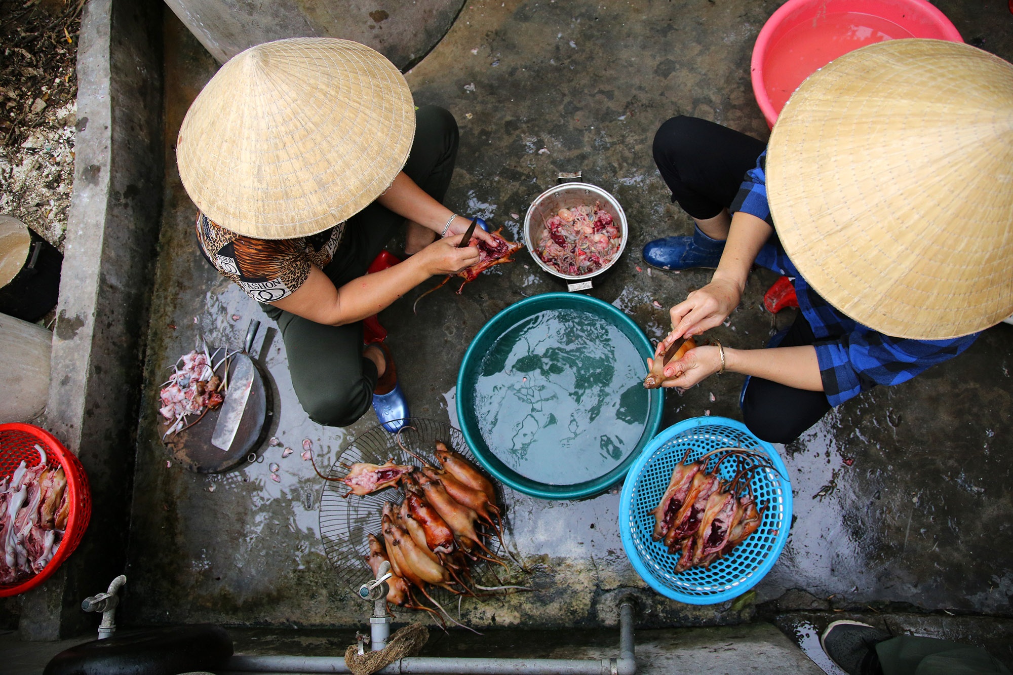Món thịt chuột đặc sản của người làng Giống - 4 Món thịt chuột đặc sản của người làng Giống - 4