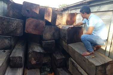 Phát hiện vụ vận chuyển gỗ lậu số lượng lớn