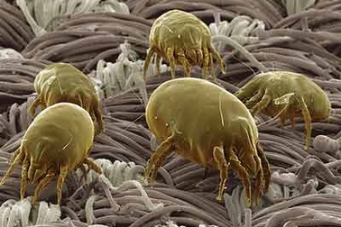 Phòng hen và viêm mũi dị ứng do mạt bụi nhà