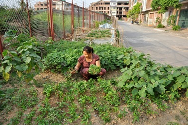 Người Hà Nội tranh thủ vỉa hè trồng rau "sạch"