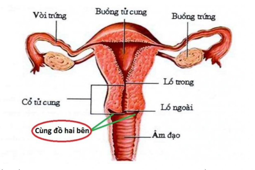 Vụ bệnh nhân đau ruột thừa bị cắt buồng trứng: Rất dễ chẩn đoán nhầm - 2 Vụ bệnh nhân đau ruột thừa bị cắt buồng trứng: Rất dễ chẩn đoán nhầm - 2