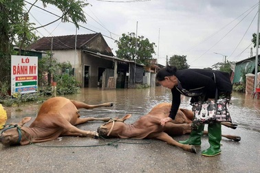 "Lũ quét sạch rồi, giờ lấy gì trả nợ nuôi con!"