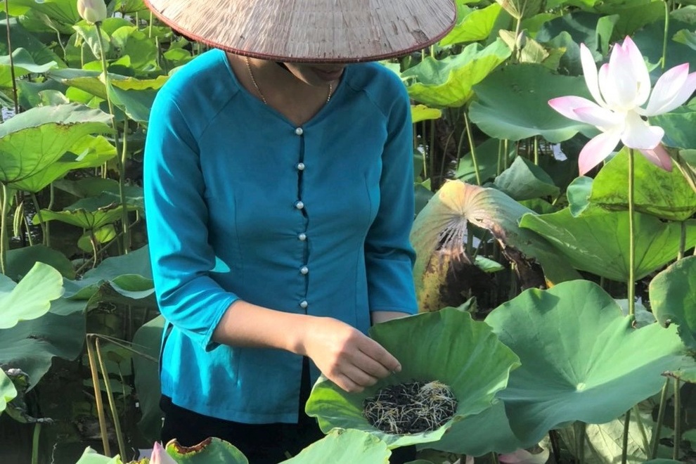 Ướp trà vào sen Nhật thu tiền triệu - 4 Ướp trà vào sen Nhật thu tiền triệu - 4