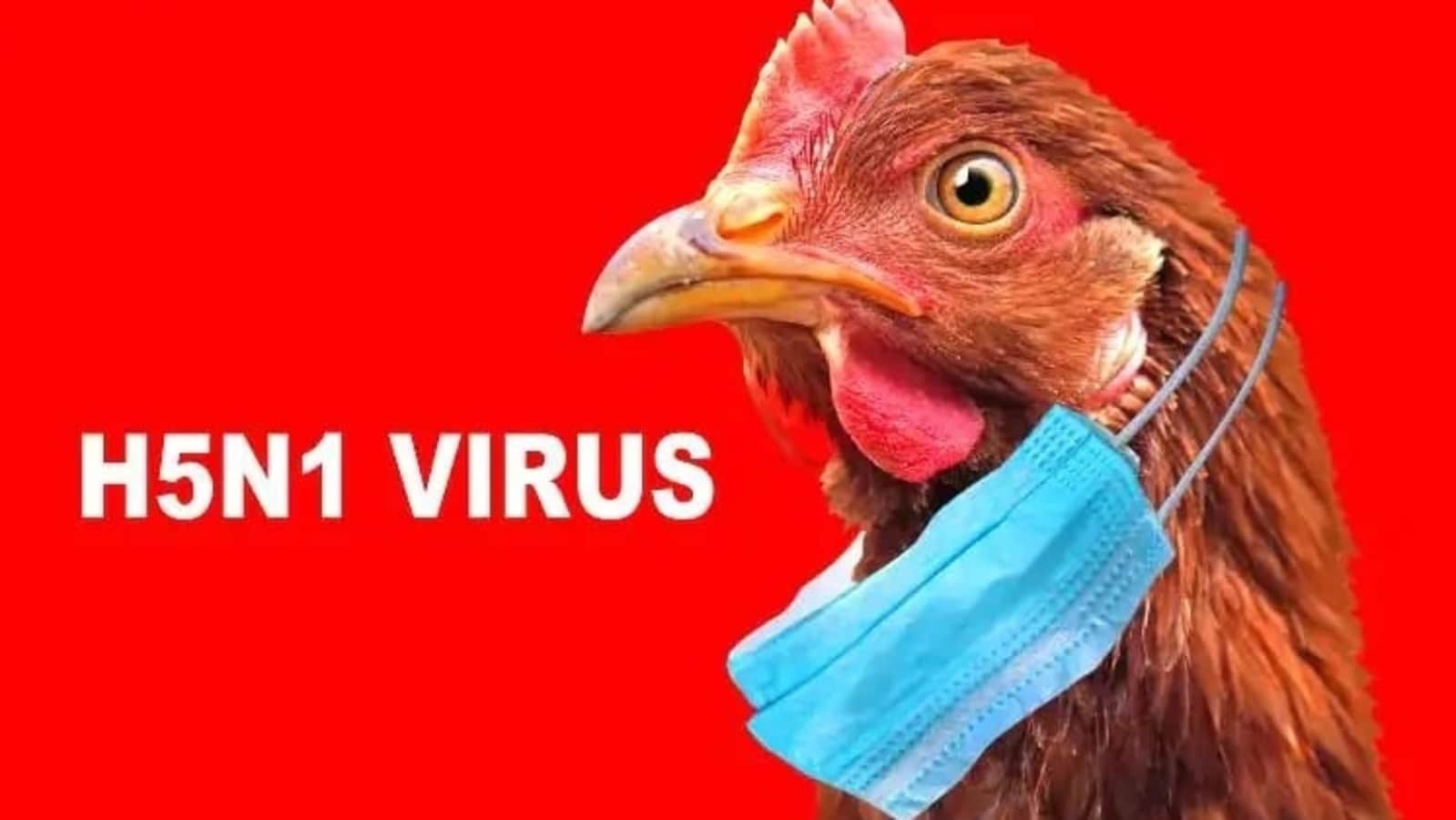 Nguy cơ bùng nổ H5N1 từ những người Việt "sành ăn, sành chơi"