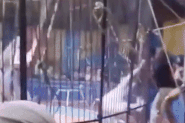 Hổ nổi điên tấn công khiến nạn nhân phải cắt cụt tay, người xem hoảng loạn