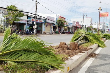 Hàng trăm cây cau kiểng 15 năm tuổi bất ngờ bị... "khai tử"!