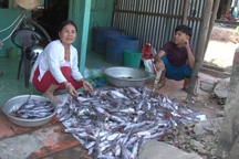 Cận Tết, cá chết bất thường, người dân trắng tay