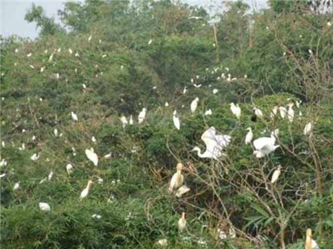 vườn cò Tân Long
