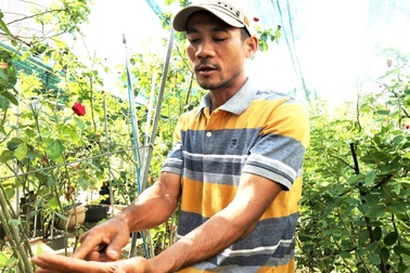 Đưa giống hồng ngoại về miền cát bỏng, anh nông dân trẻ thu lãi cao