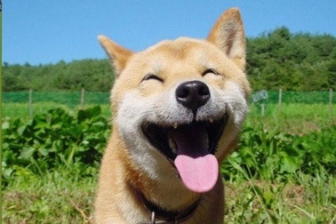 Loài vật nào có cái miệng lớn nhất hành tinh?