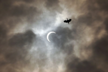 Hành vi của các loài chim thay đổi như thế nào khi nhật thực diễn ra?