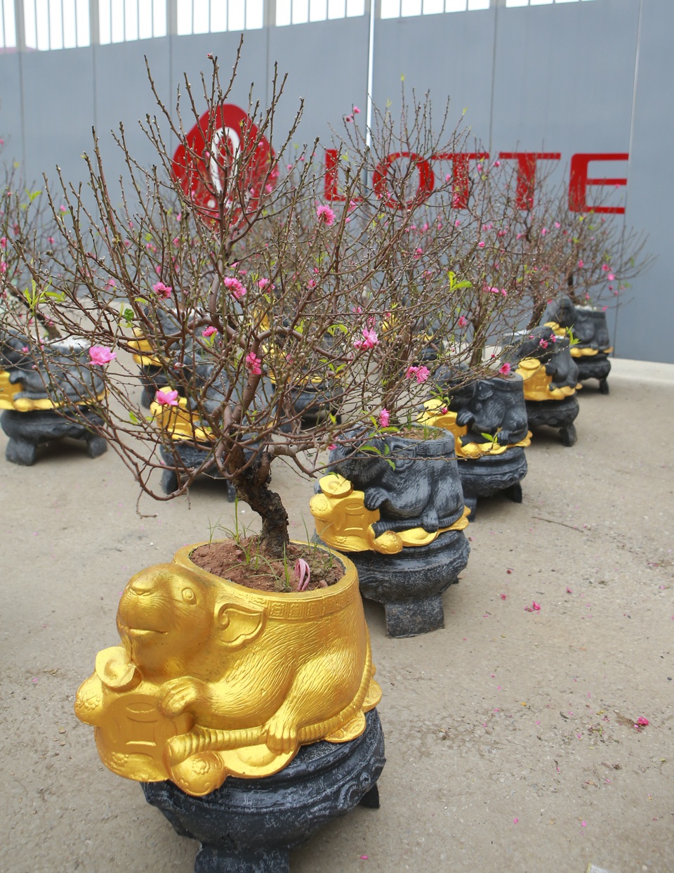Độc đáo “chuột đá cõng đào bonsai” giá bạc triệu hút khách dịp tết - 8 Độc đáo “chuột đá cõng đào bonsai” giá bạc triệu hút khách dịp tết - 8