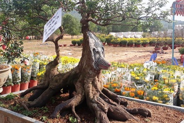 Cây khế cảnh hình chó giá 400 triệu đồng