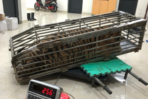 Chở hổ nặng 200kg, gặp công an tài xế bung cửa bỏ chạy